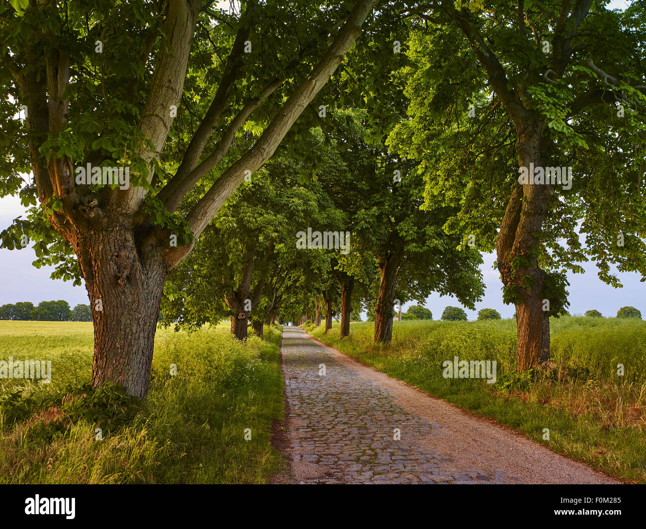 Kastanienallee in Solzow, Mecklenburg Western Pomerania, Deutschland Stockfoto