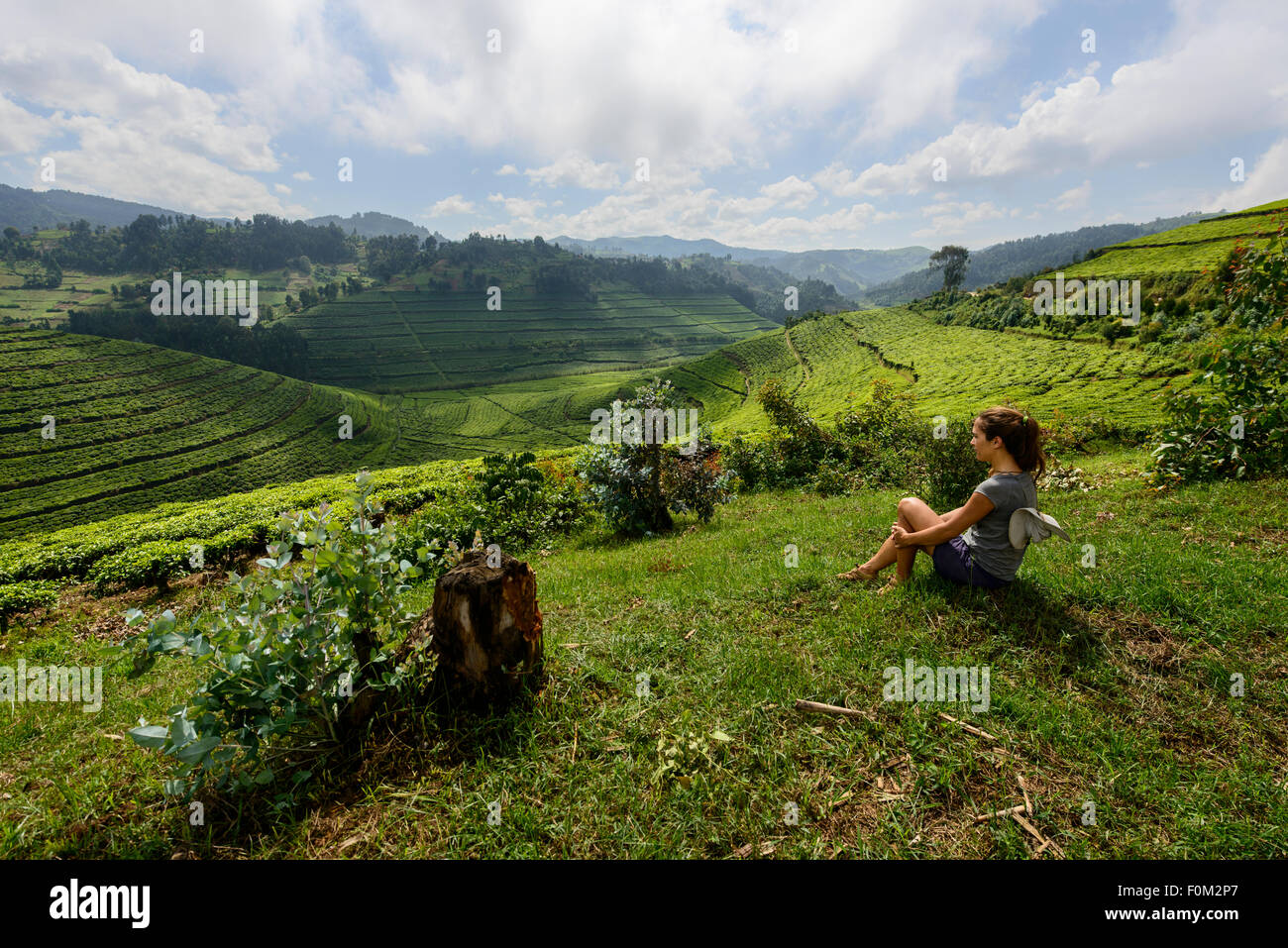 Teeplantagen der westlichen Ruanda, Afrika Stockfoto