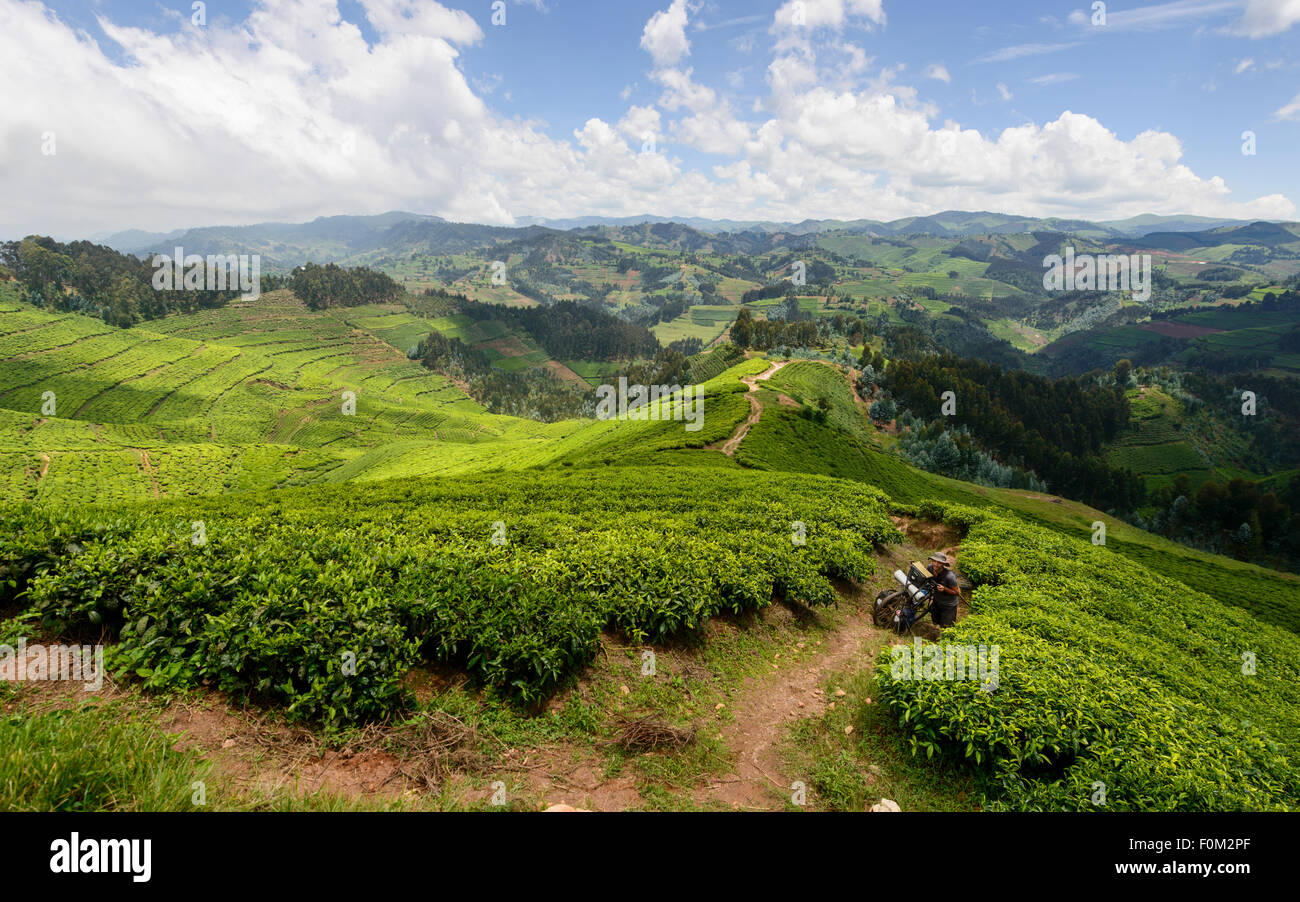 Radfahren über die Teeplantagen von Ruanda, Afrika Stockfoto