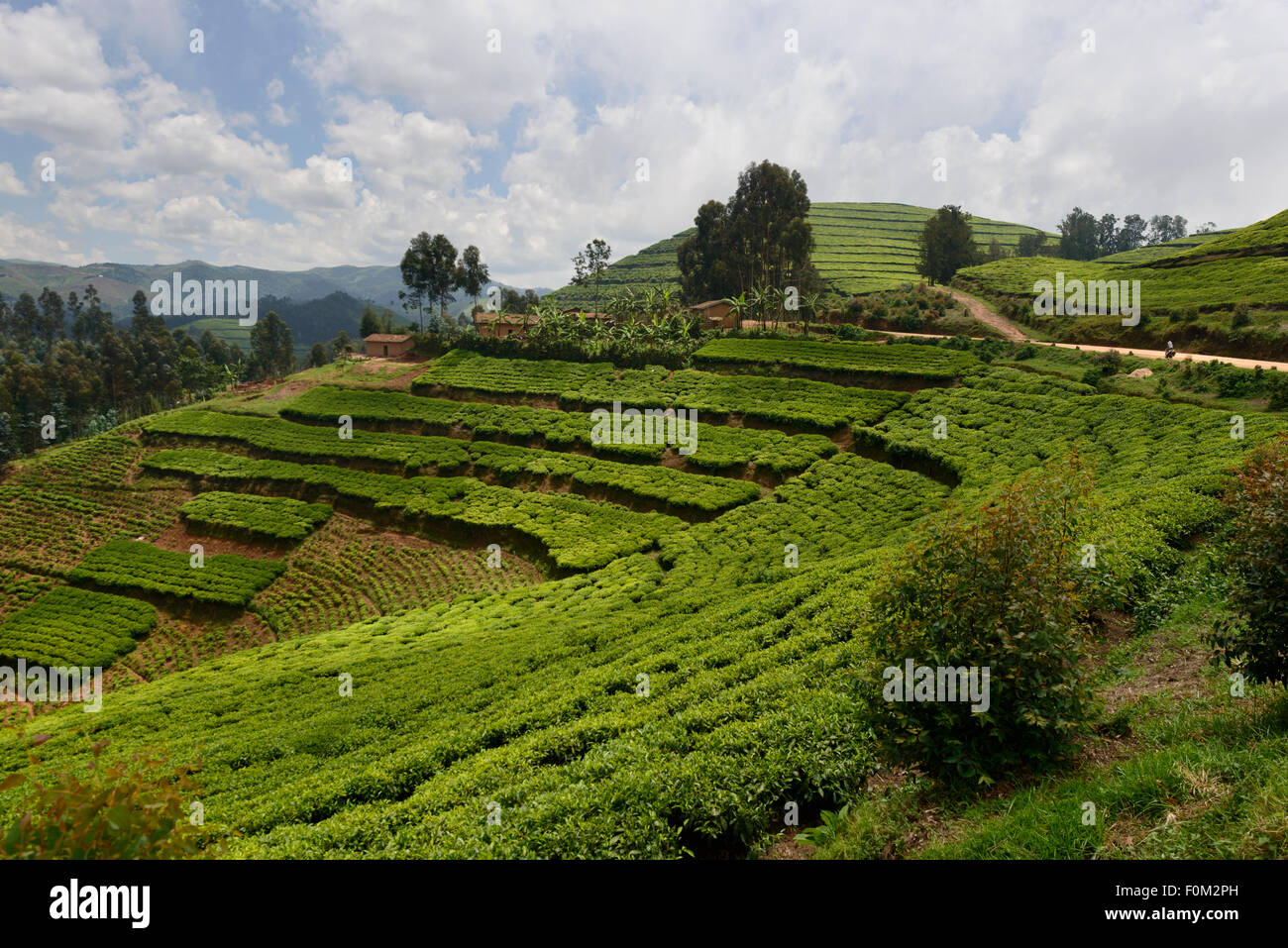 Teeplantagen der westlichen Ruanda, Afrika Stockfoto
