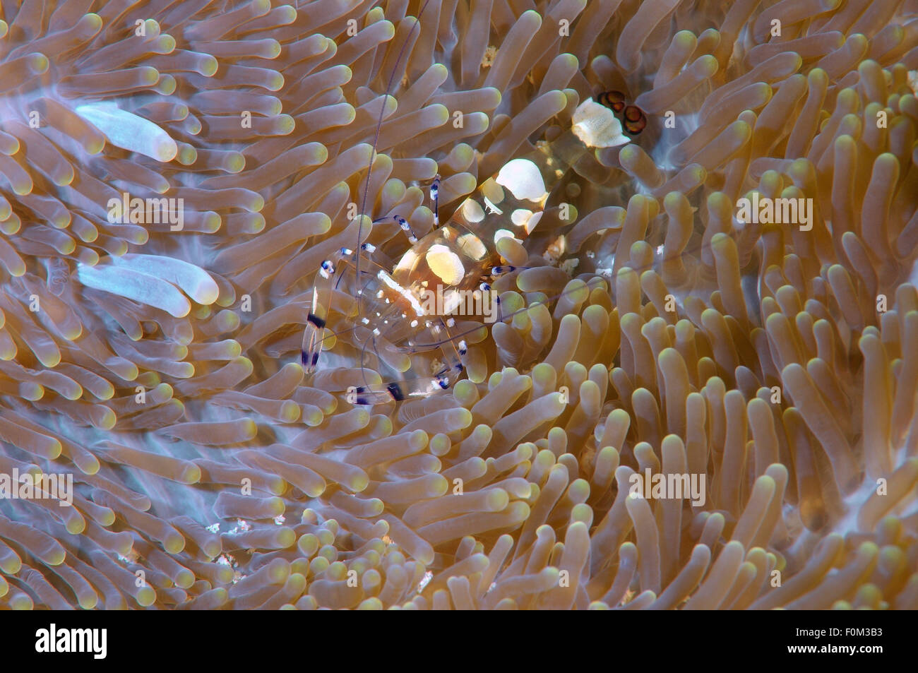 Bohol Sea, Philippinen. 15. Oktober 2014. Paar partner Garnelen (Periclimenes Brevicarpalis) Bohol Sea, Philippinen, Südostasien © Andrey Nekrassow/ZUMA Wire/ZUMAPRESS.com/Alamy Live-Nachrichten Stockfoto