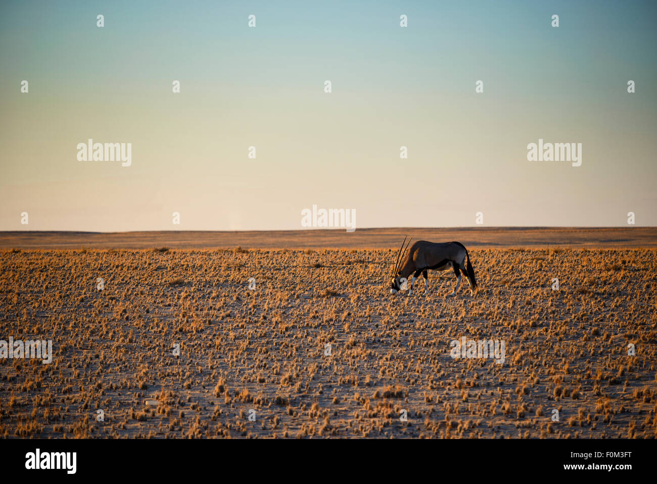 Gemsbock in die namibische Wüste, Namibia Stockfoto