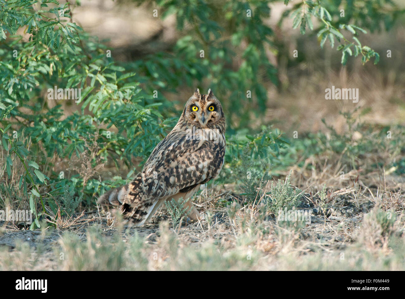 Das Bild wurde aufgenommen in Little Rann Of Kutch, Gujarat-Indien Stockfoto