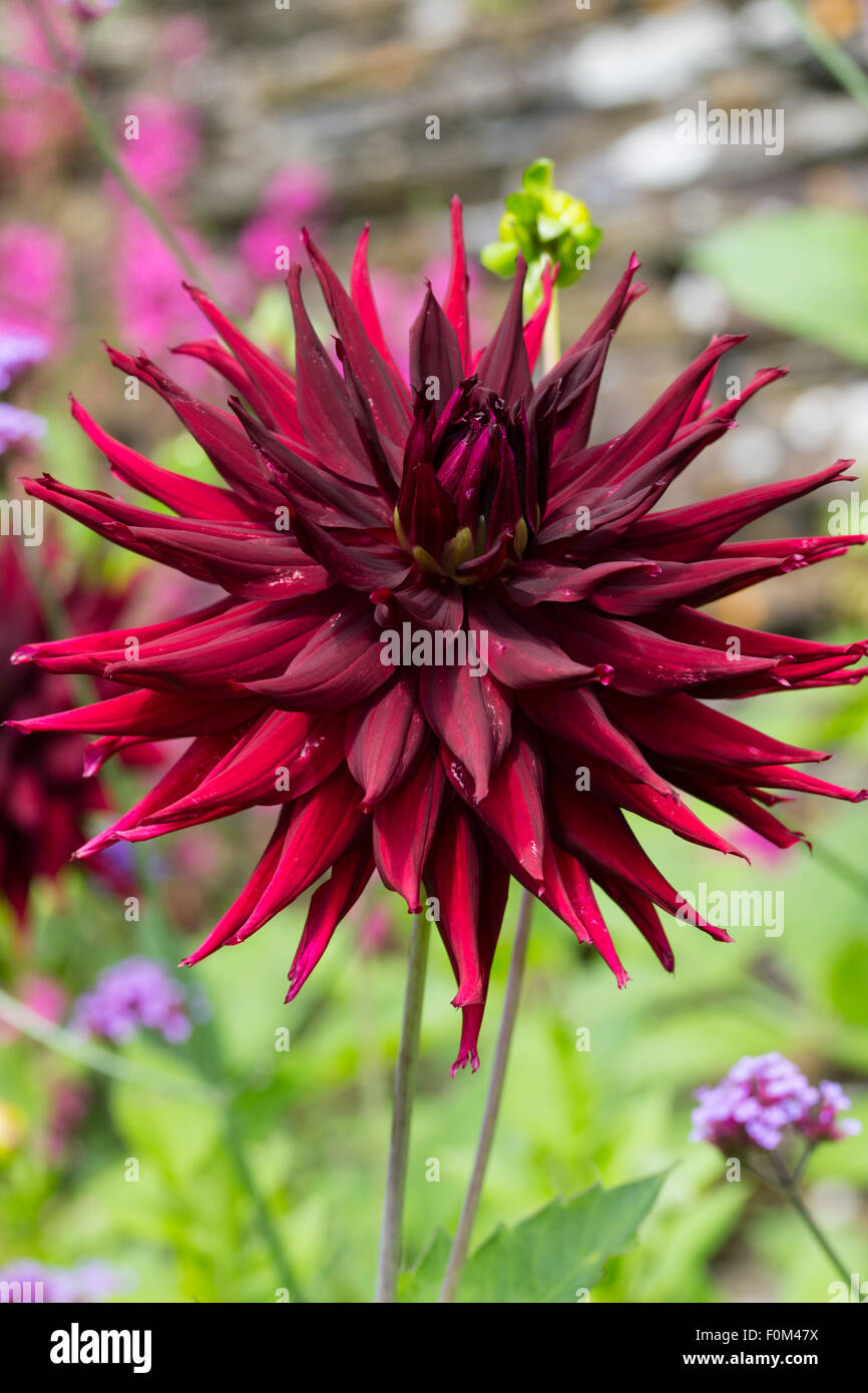Große, stachelige, dunkelgrüne roter Kaktus Blume Dahlie 'Black Narcissus' Stockfoto