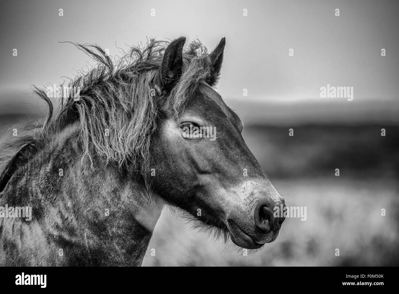 Wilde Exmoor Pony Stockfoto