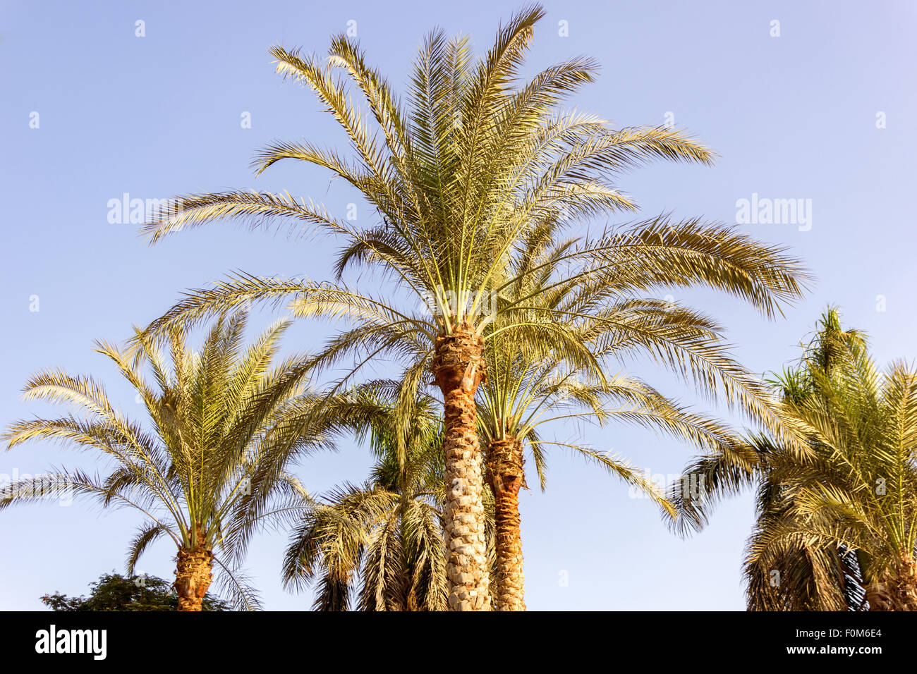 eine horizontale Ansicht einiger Palmen in der Wüste, Ägypten Stockfoto