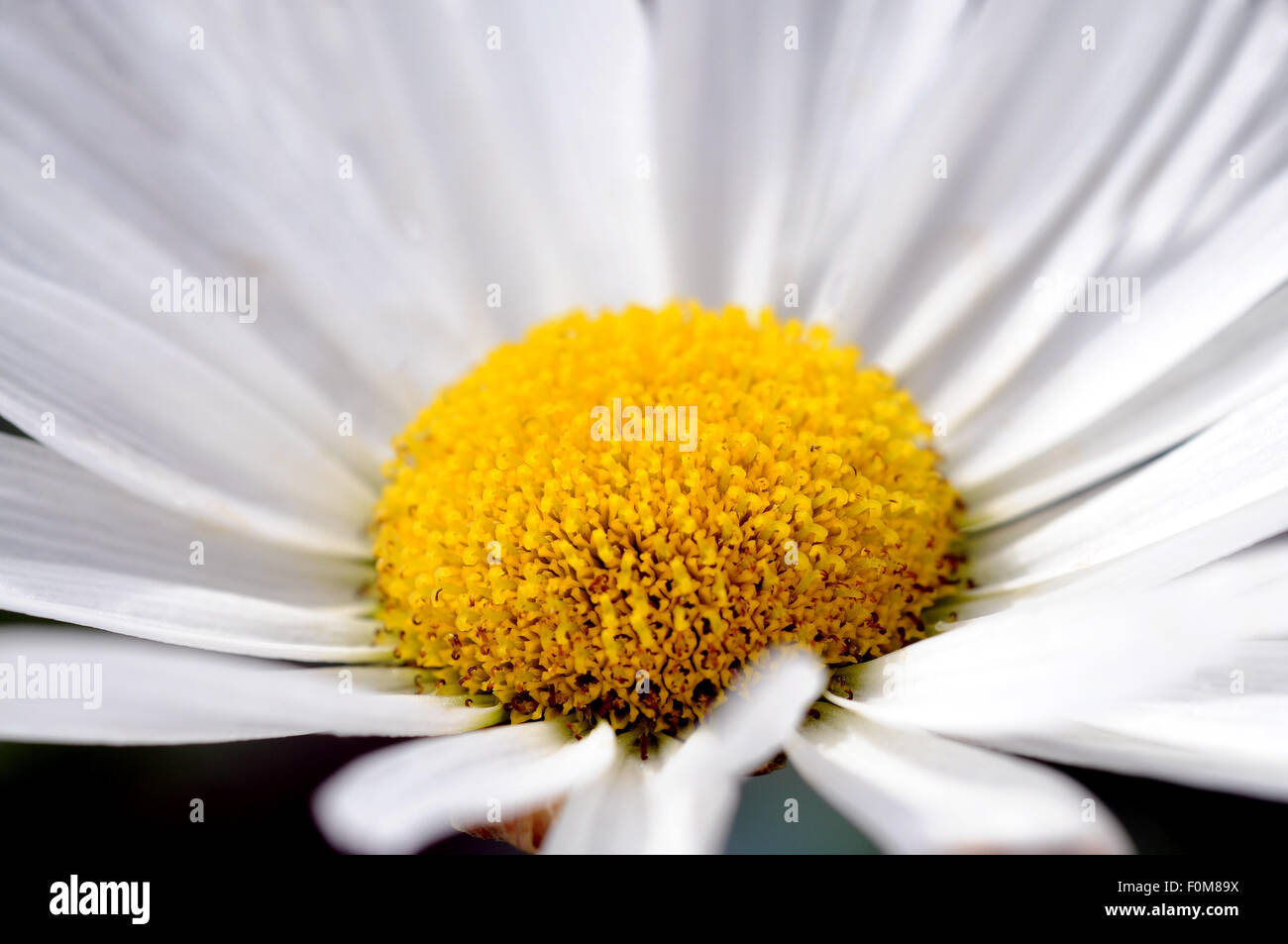 Makroaufnahme einer Blume Gänseblümchen Stockfoto