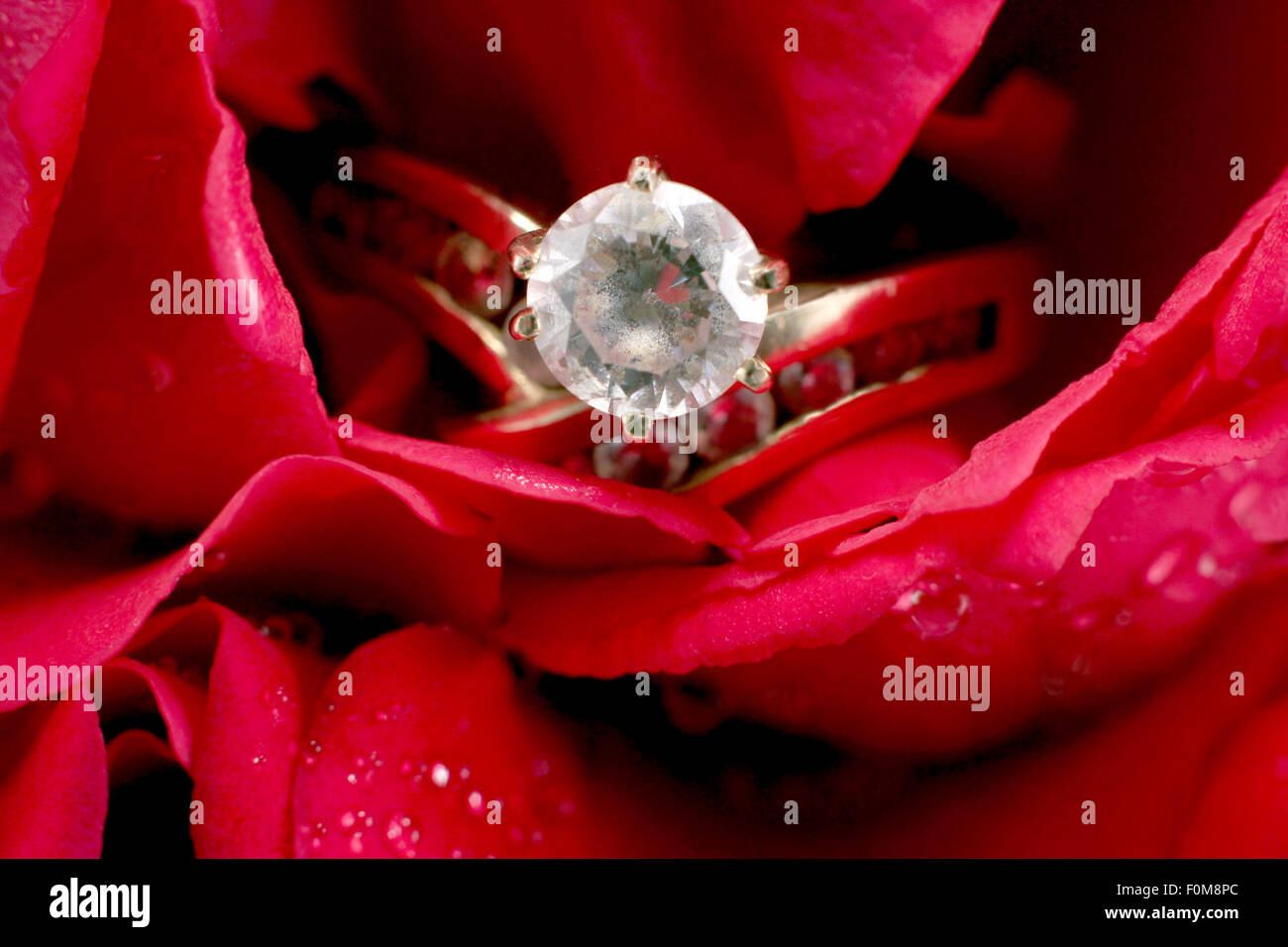 Ein Diamant-Ring in eine rote rose Stockfoto