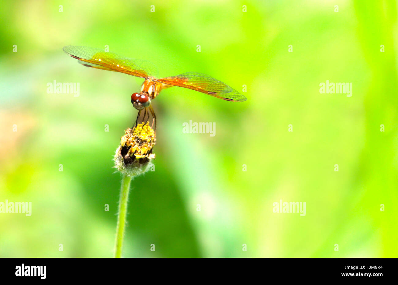 Schöne Libelle thront auf einer wilden Blume in einem Feld Stockfoto