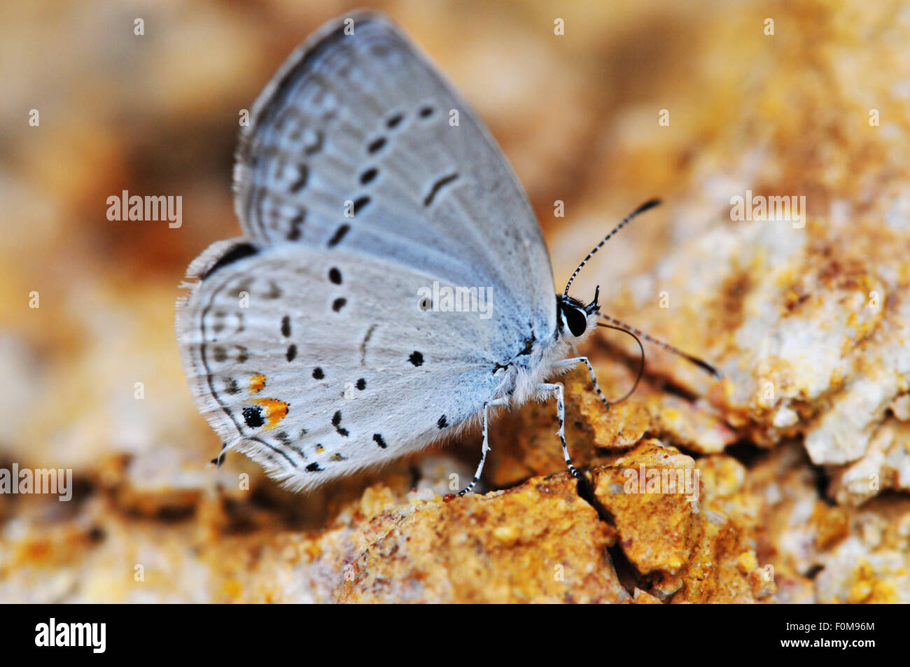 Östlichen Tailed-blau (Cupido Comyntas) Zipfelfalter Schmetterling Einnahme Mineral aus einem Felsen Bett Stockfoto