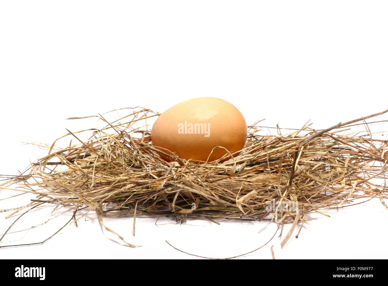 Ei im Nest, isoliert auf weiss Stockfoto