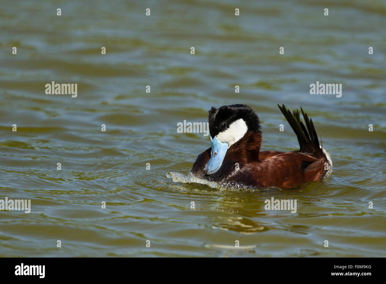 Ruddy Duck - Anzeige Männerkopf wippenden Oxyura Jamaicensis Golfküste von Texas, USA BI027111 Stockfoto