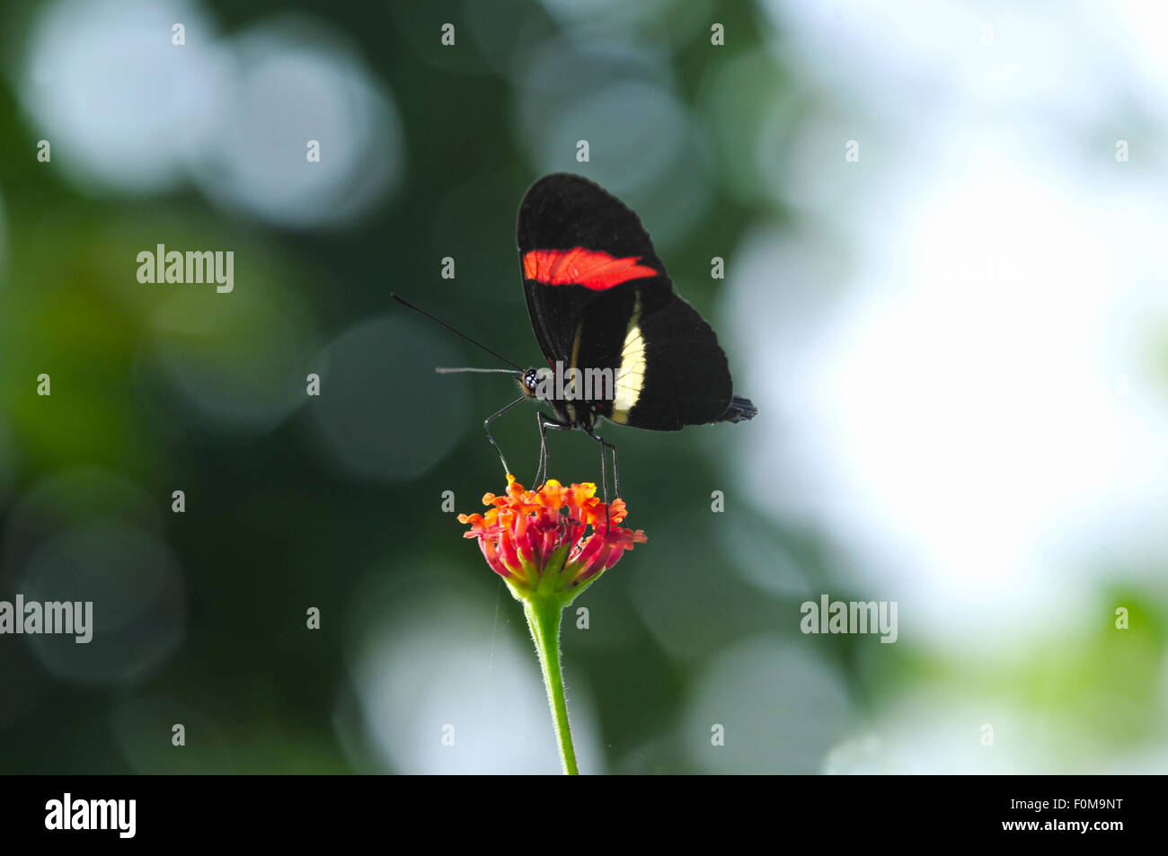 Erato Longwing (Heliconius Erato) Schmetterling Fütterung auf eine kleine Blume Stockfoto