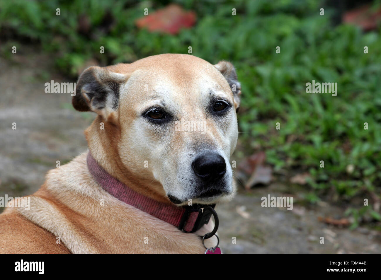 Profil-Foto eines weiblichen Hundes Stockfoto