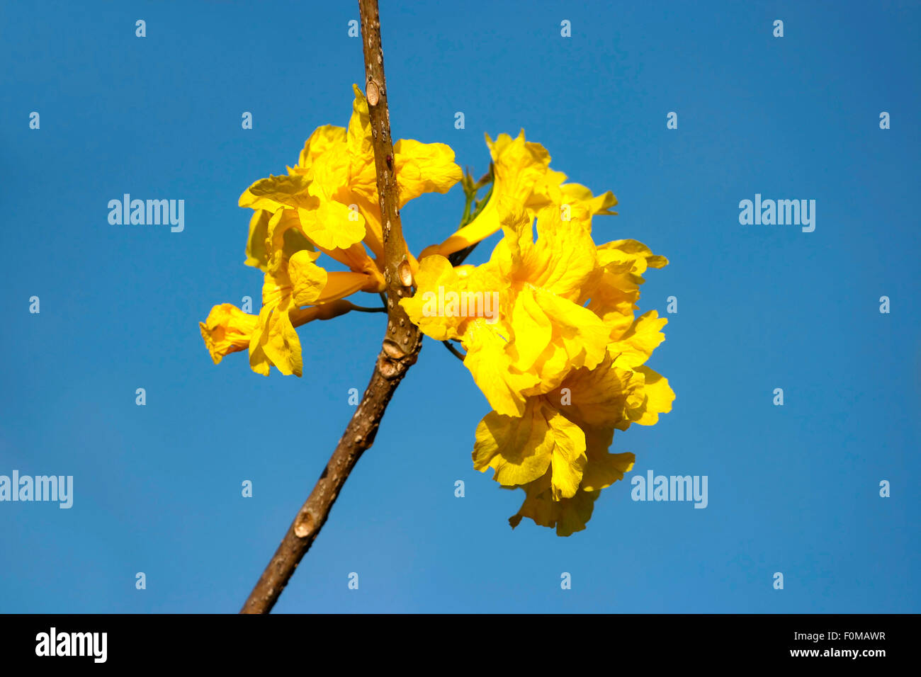 Gelbe Baum Blüte gegen ein strahlend blauer Himmel Stockfoto