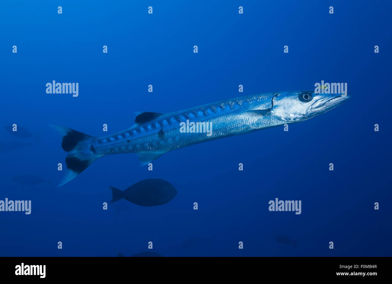 GROßER BARRACUDA SCHWIMMEN IM KLAREN BLAUEN WASSER MIT GELBEN SWALL PILOT FISCH Stockfoto