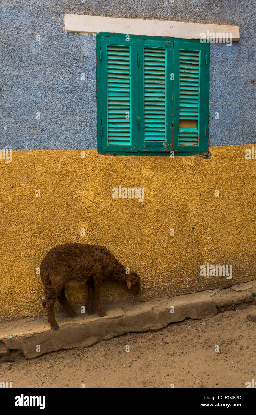 Ziege und Wand des Hauses mit Fenster ägyptischen Solarzell, Elephantine Island, Assuan, Ägypten Stockfoto