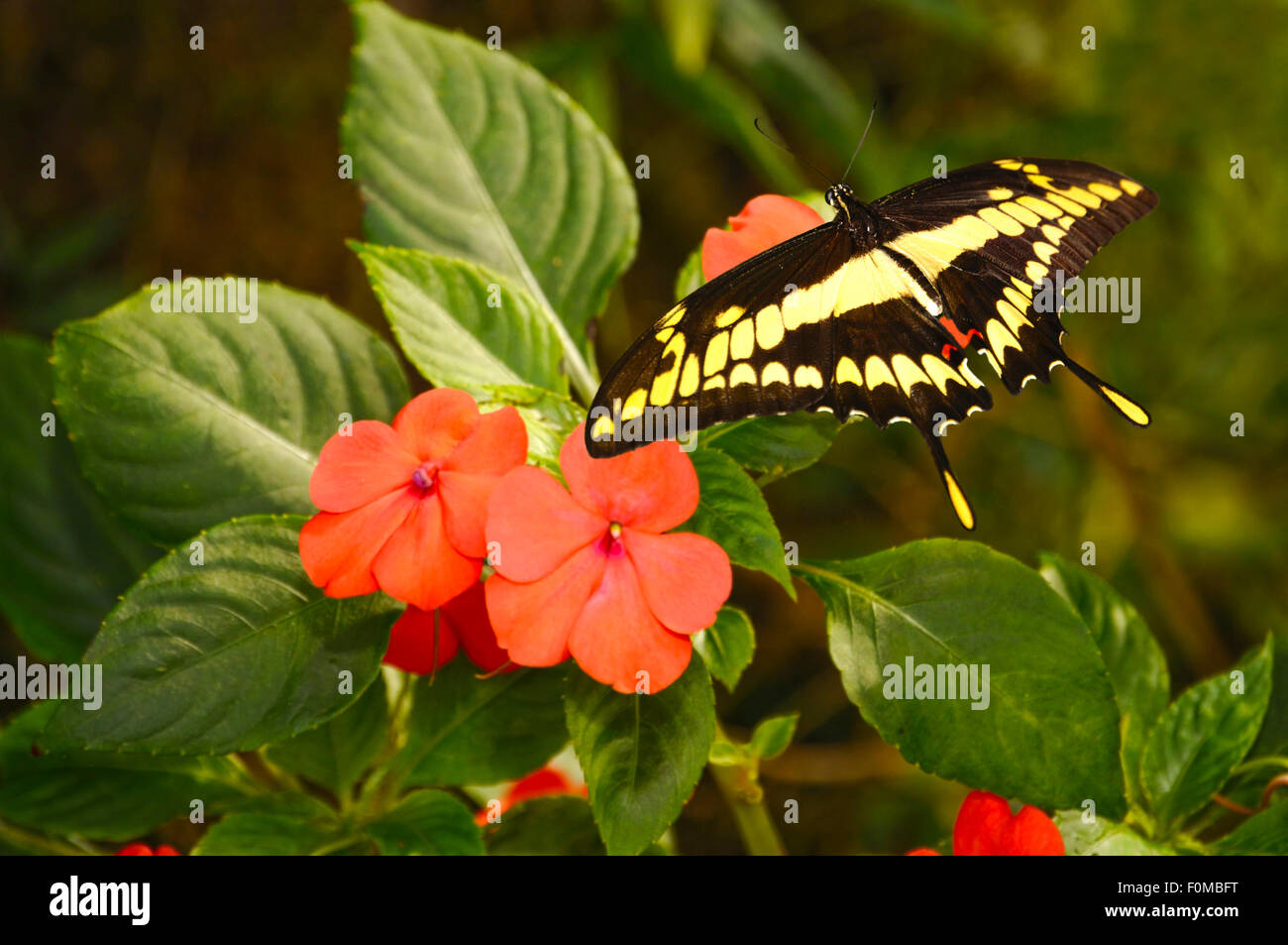 Schöne Riesen schlucken Schweif Schmetterling rosa Stiefmütterchen gehockt Stockfoto