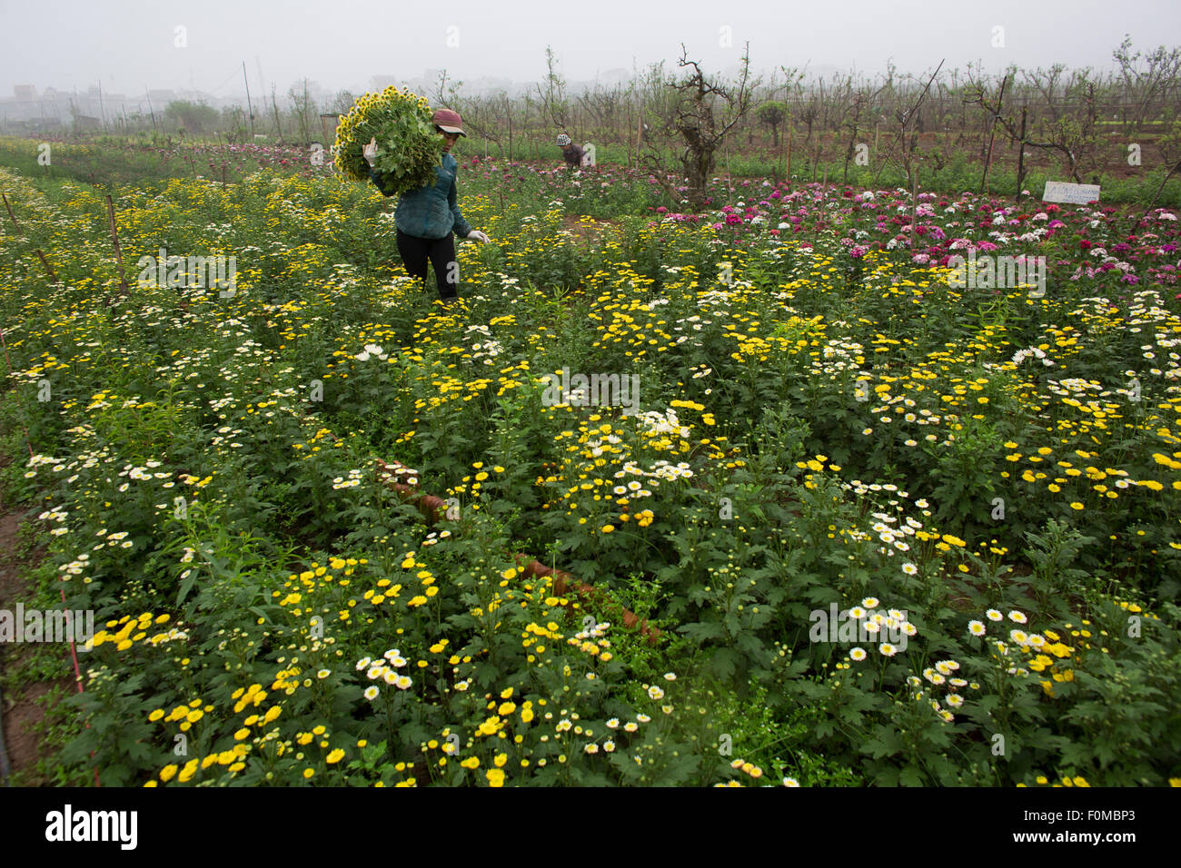 Landwirtschaft in Vietnam Stockfoto