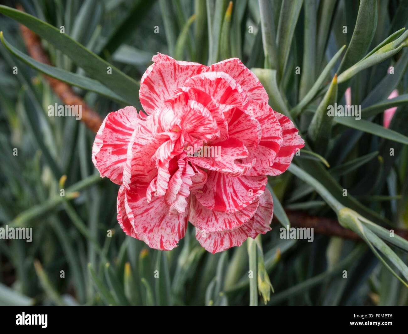 Dianthus "Prince of Denmark" Blume Stockfoto