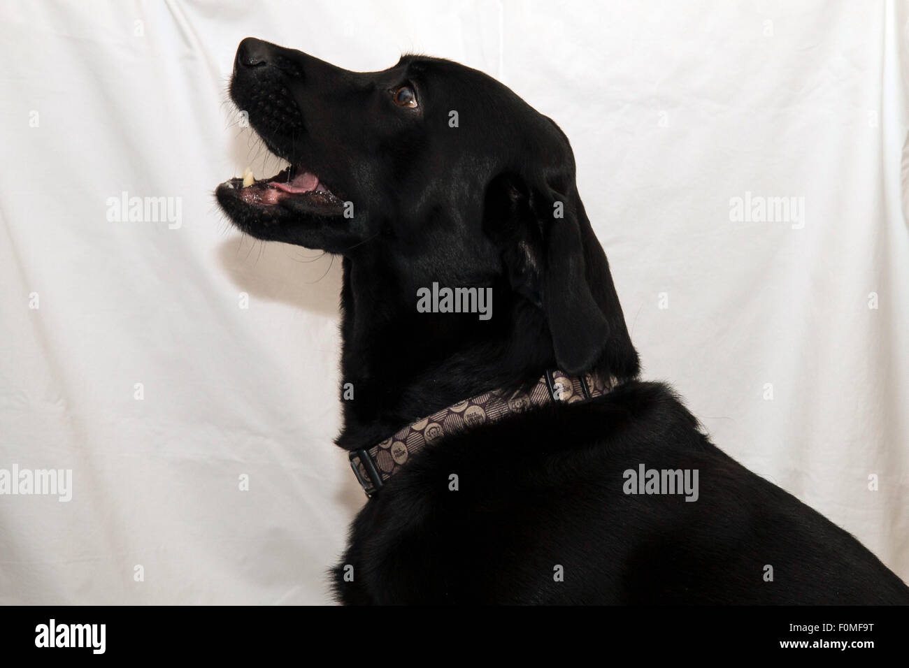 Schwarze Labrador Hund vor einem weißen Hintergrund Stockfoto