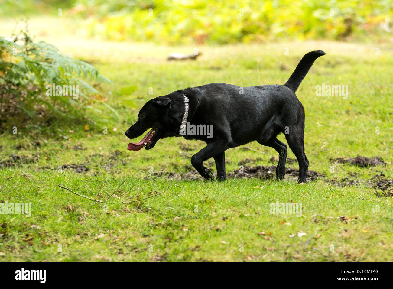 Schwarze Labrador Hundewiesen im New Forest, England Stockfoto