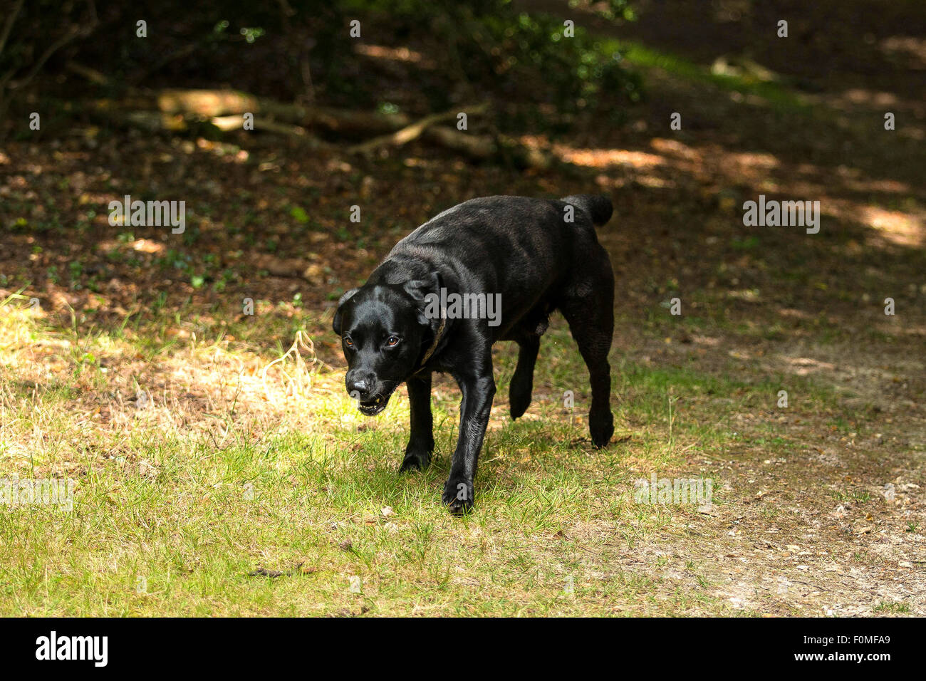 Schwarze Labrador Hundewiesen im New Forest, England Stockfoto