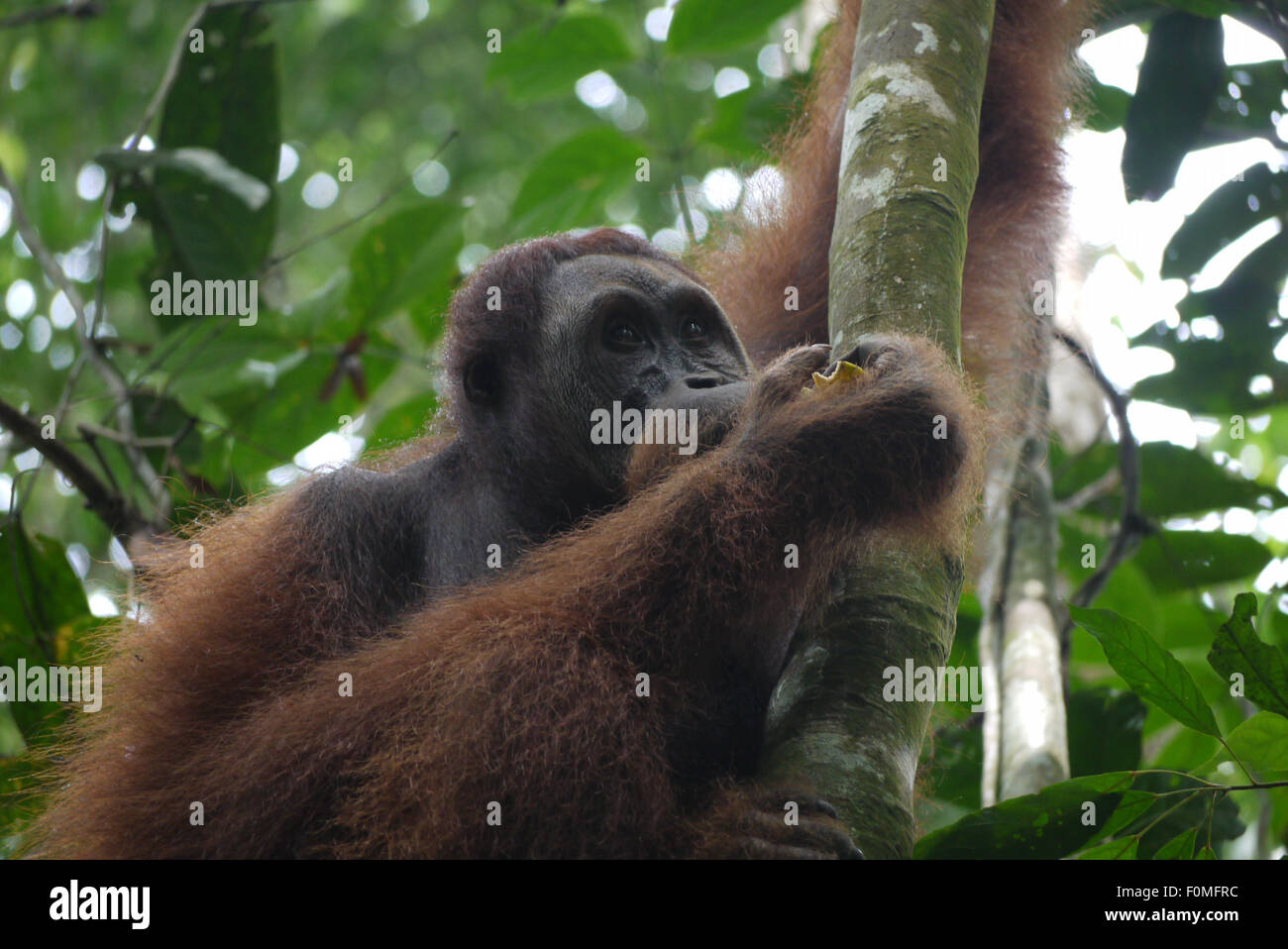 Mutter Orang-Utan, Bukit Lawang, Nord-Sumatra, Indonesien Stockfoto