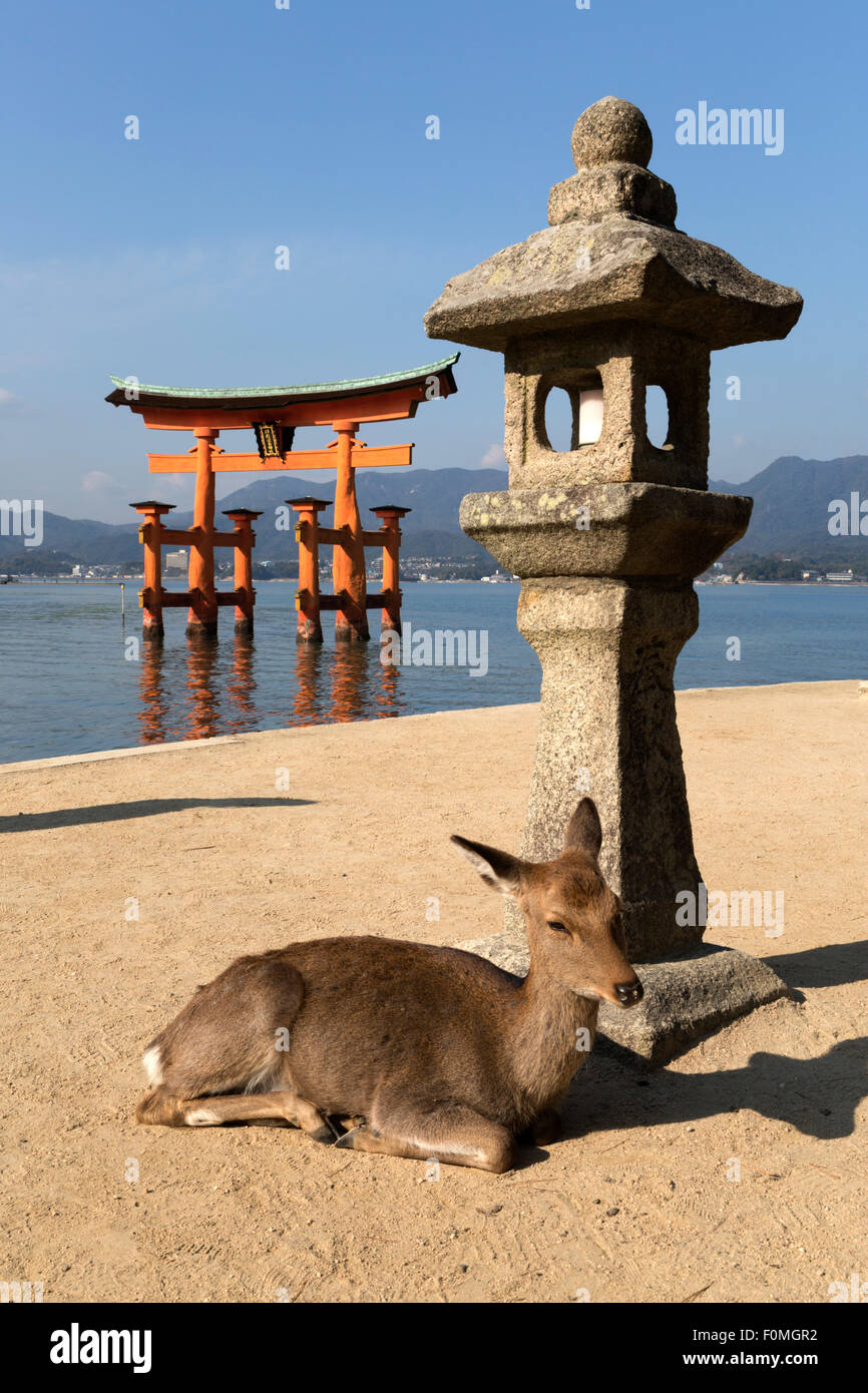 Schwarzwild durch das schwimmende Miyajima Torii-Tor des Itsukushima-Schrein, Insel Miyajima, westlichen Honshu, Japan, Asien Stockfoto