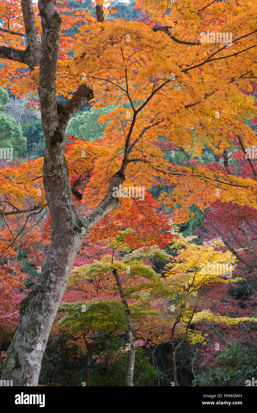 Ahornbäume im Herbst, Momijidani Park (japanischer Ahorn Park), Insel Miyajima, westlichen Honshu, Japan, Asien Stockfoto