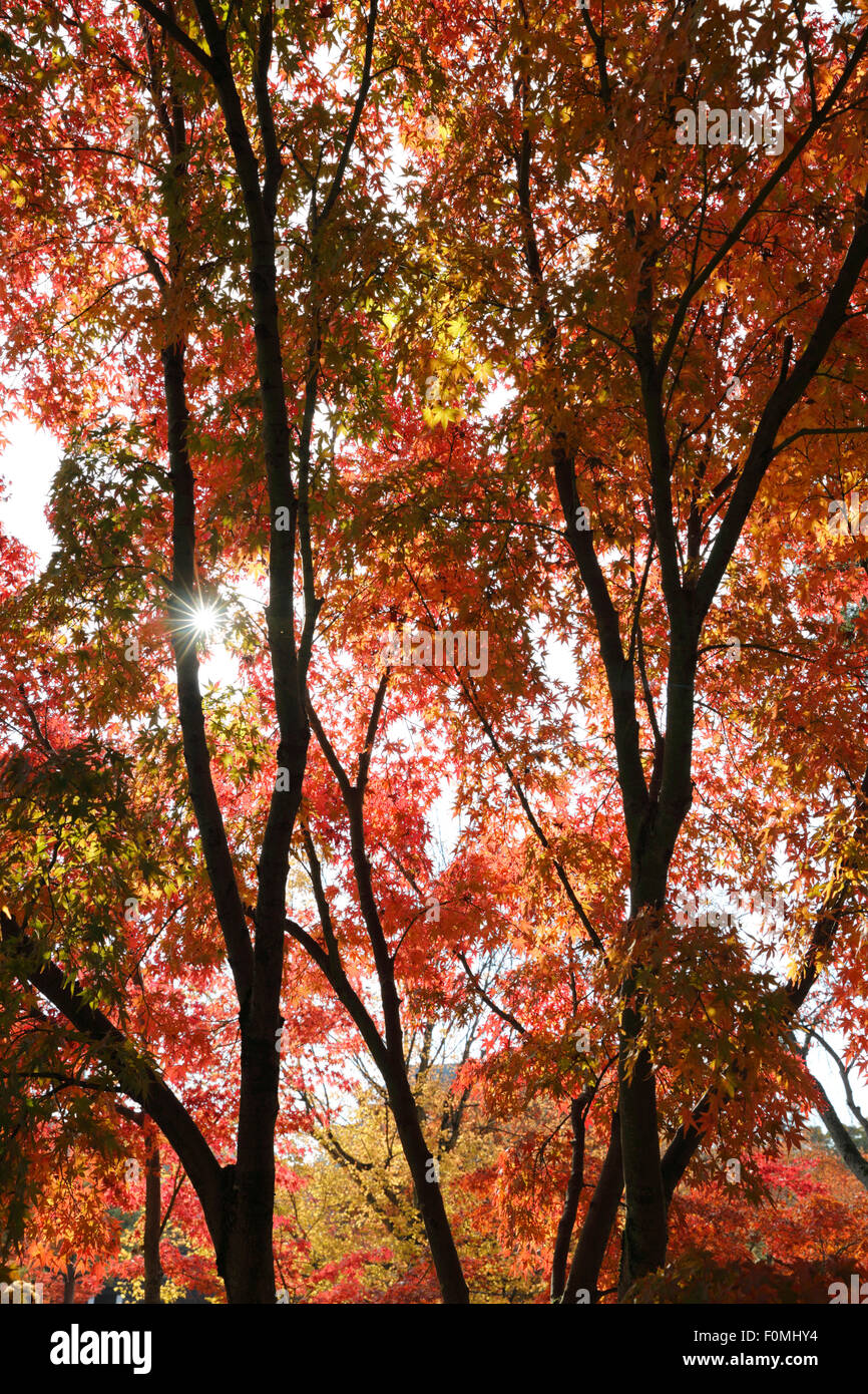 Herbstliche Ahorn Bäume, Kyoto, Japan, Asien Stockfoto