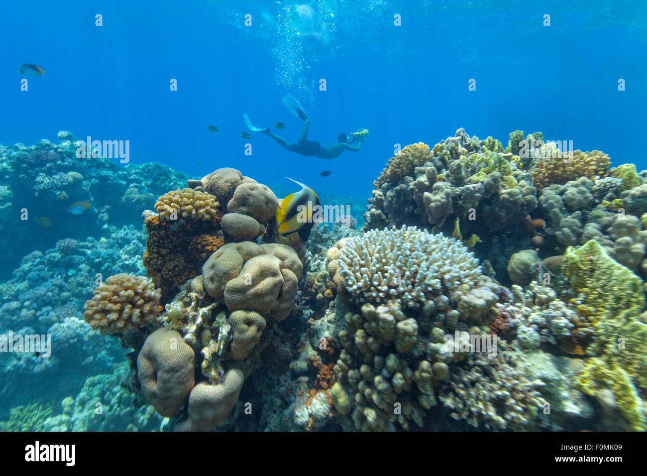 Unterwasser Korallenriff mit Kameramann Stockfoto