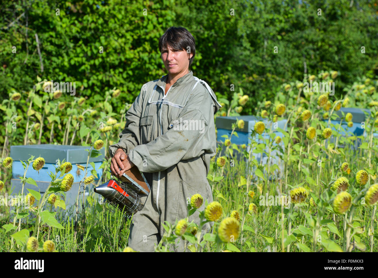 Bee Keeper arbeiten mit Bee Hives in einem Sonnenblumenfeld Stockfoto