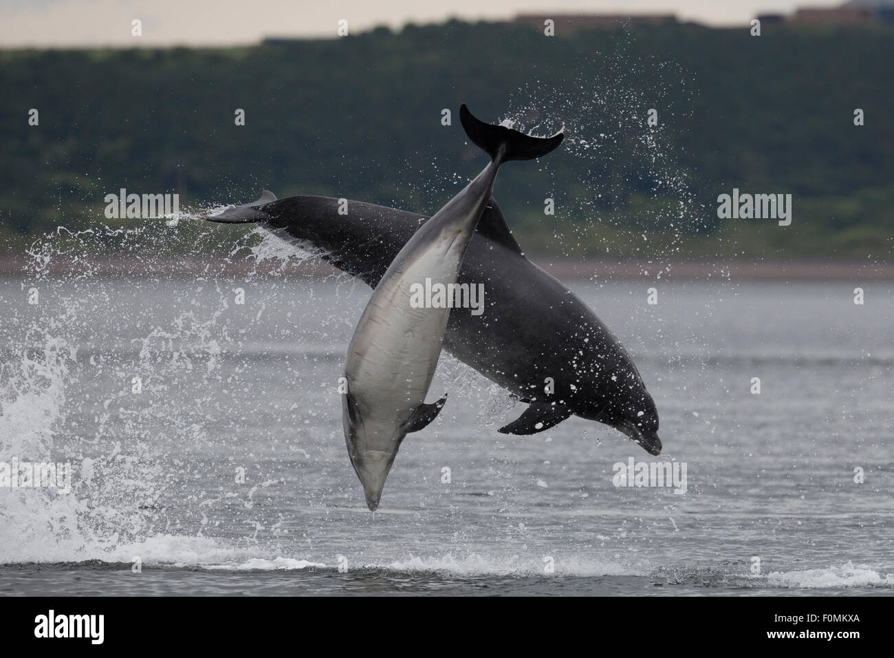 Bottlenose Dolphin Doppel Verletzung in den Moray Firth Stockfoto