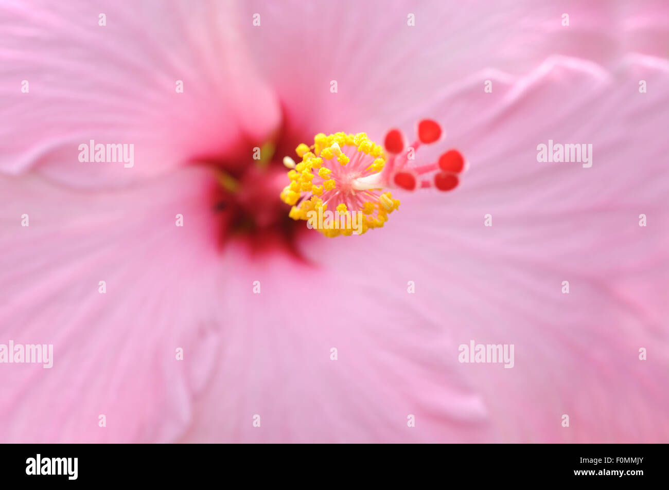 Makroaufnahme einer Blume rosa tropischen Hibiskus Stockfoto
