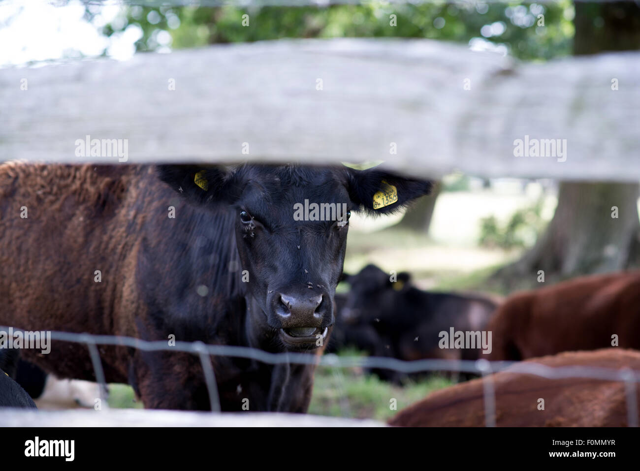 Kühe in der Natur Stockfoto