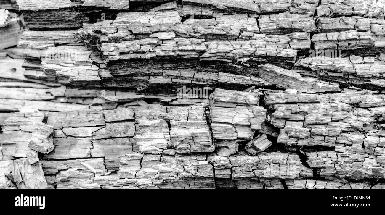 Nahaufnahme der verbrannten und verkohlten Ember Überreste eines Protokolls nach einem Grill Stockfoto