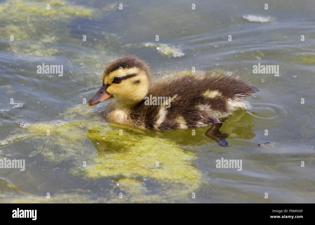 Süße junge Ente ist im See schwimmen. Stockfoto
