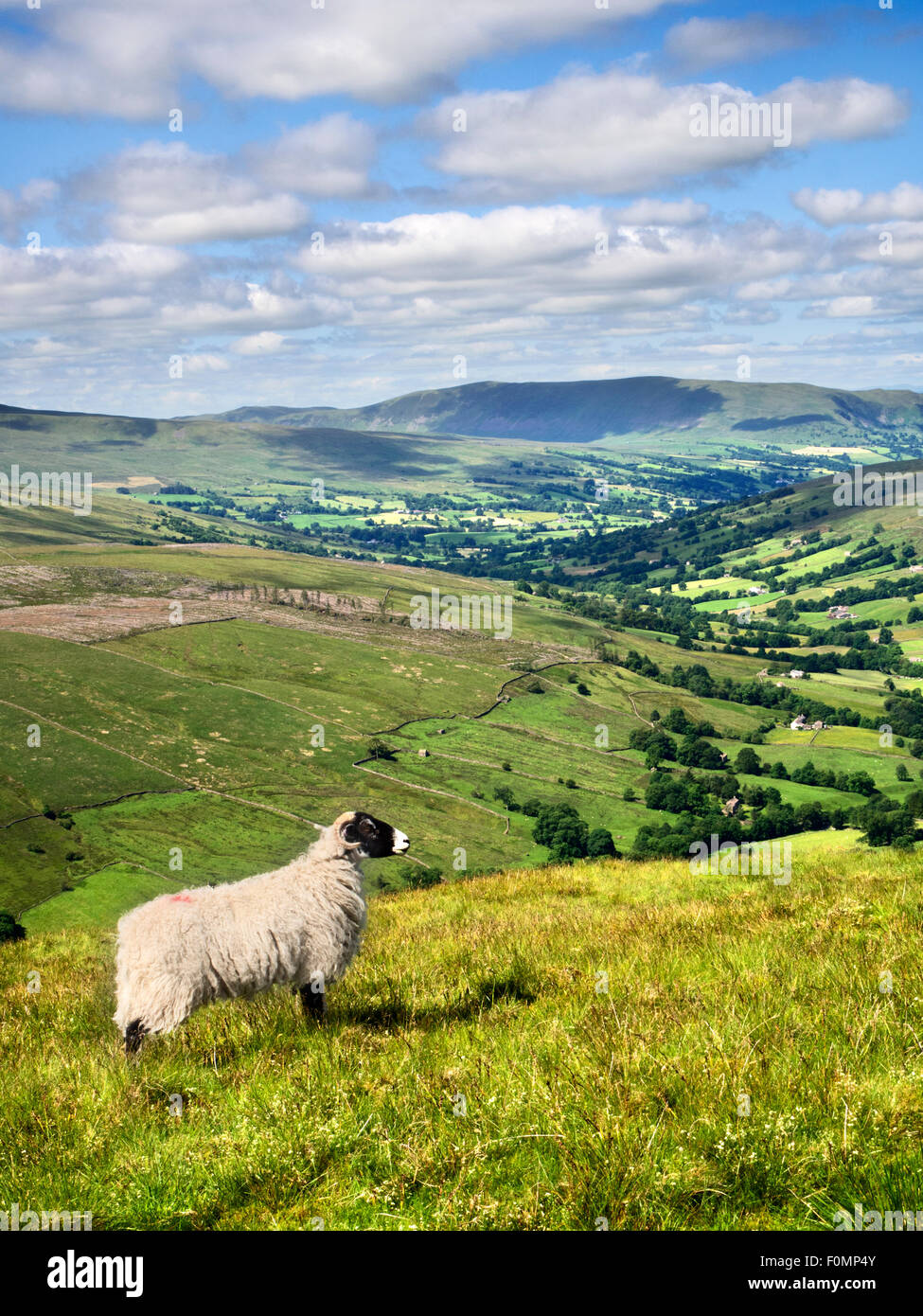 Ein Swaledale Schafen steht stolz an den Hängen des großen Knoutberry Hügel mit Blick auf Dentdale Yorkshire Dales Cumbria England Stockfoto