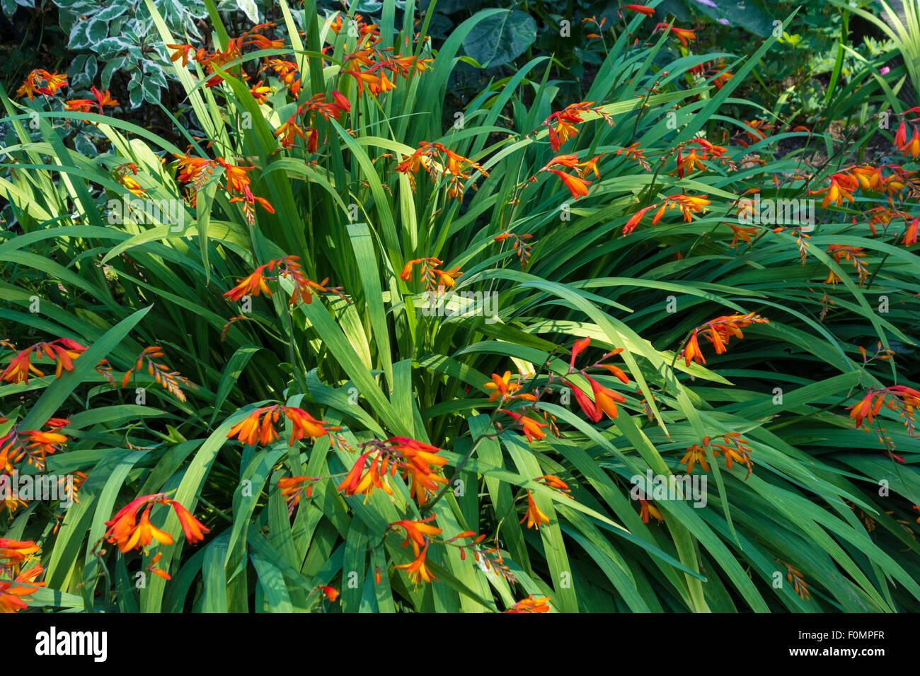 Crocosmia, Montbretia. Stockfoto