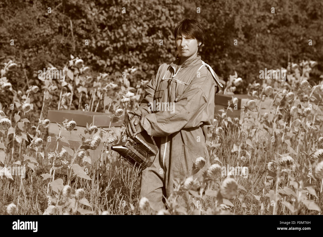 Bee Keeper arbeiten mit Bee Hives in einem Sonnenblumenfeld Stockfoto