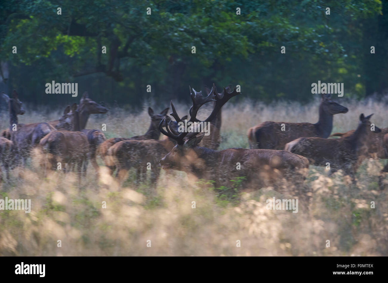 Rothirsch (Cervus Elaphus) Hirsch mit einer Gruppe von Hinds, während der Brunft, Klampenborg Dyrehaven, Dänemark, September 2008 Stockfoto