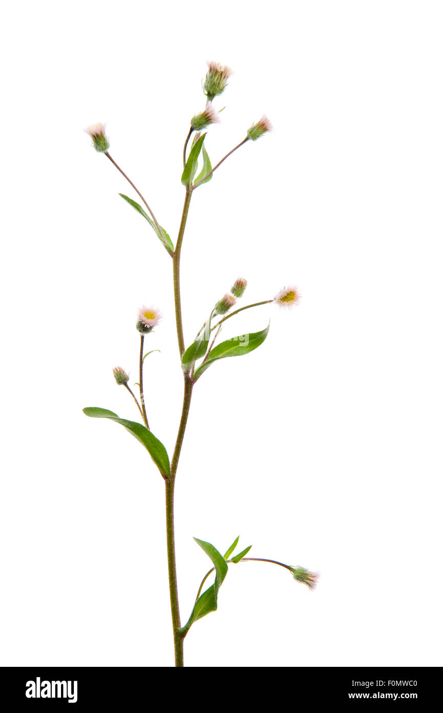 Berufkraut (Erigeron sp) in Blüte, Fliess, Naturpark Kaunergrat, Tirol, Österreich, Juli 2008 Stockfoto