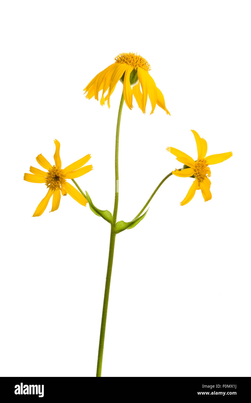 Arnika (Arnica Montana) in Blüte, Naturpark Kaunergrat, Tirol, Österreich, Juli 2008 Stockfoto