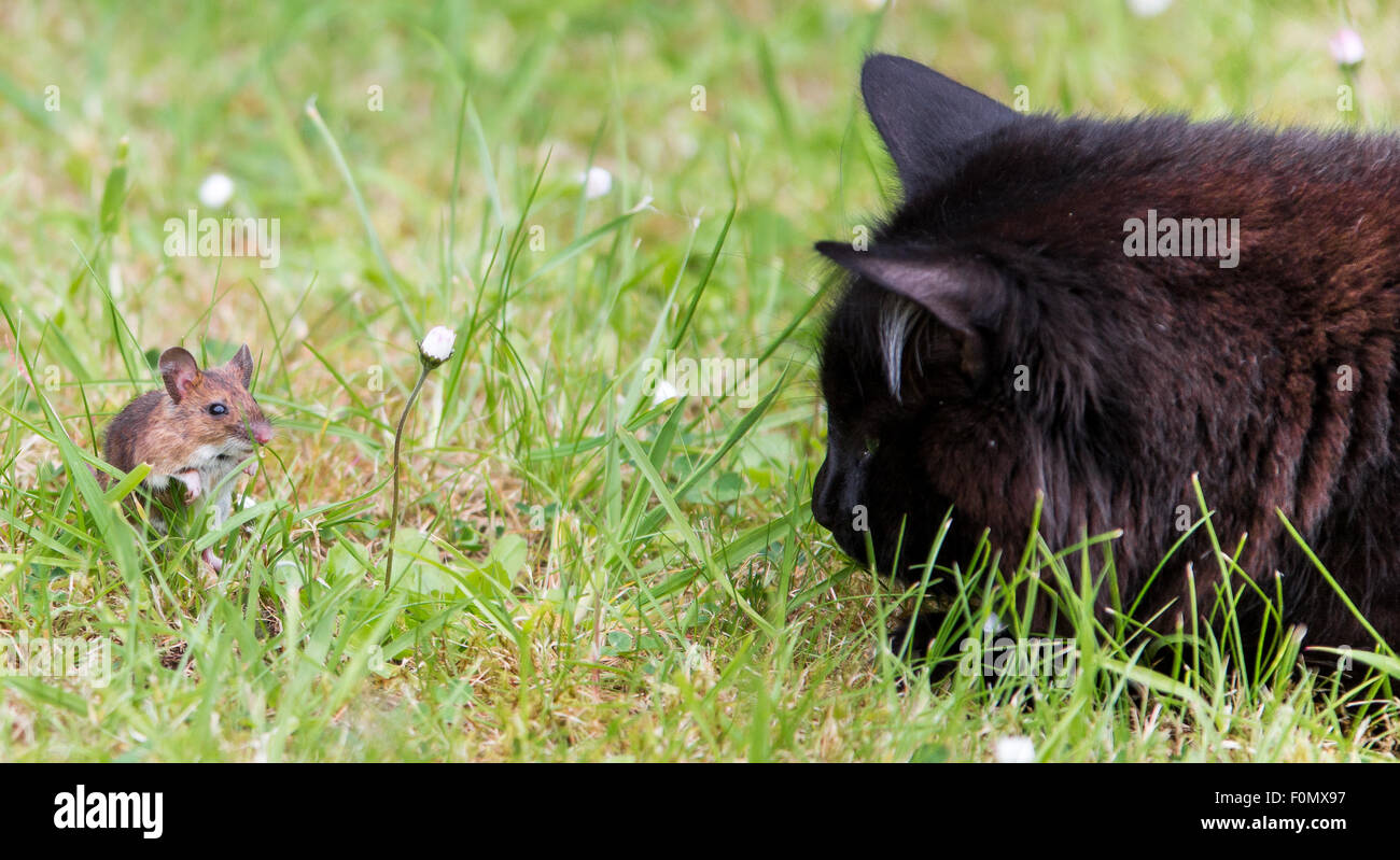 Katze und Maus an jedem anderen eng starrte in freundlicher Weise, fast
