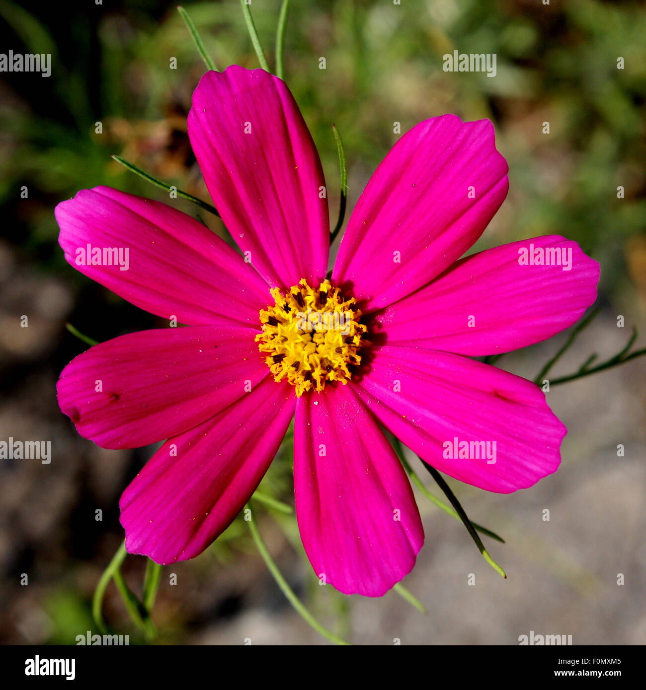 Rosa-Pedal und gelben Blütenstempel Stockfoto