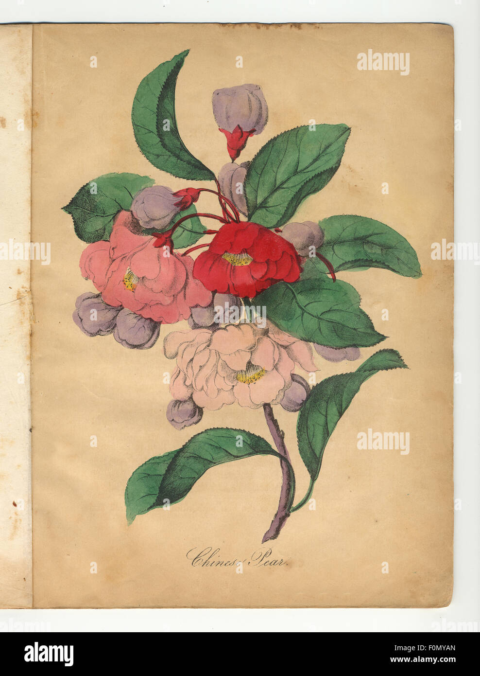 Viktorianische botanischen Abbildung der Chinesischen Birne Stockfoto