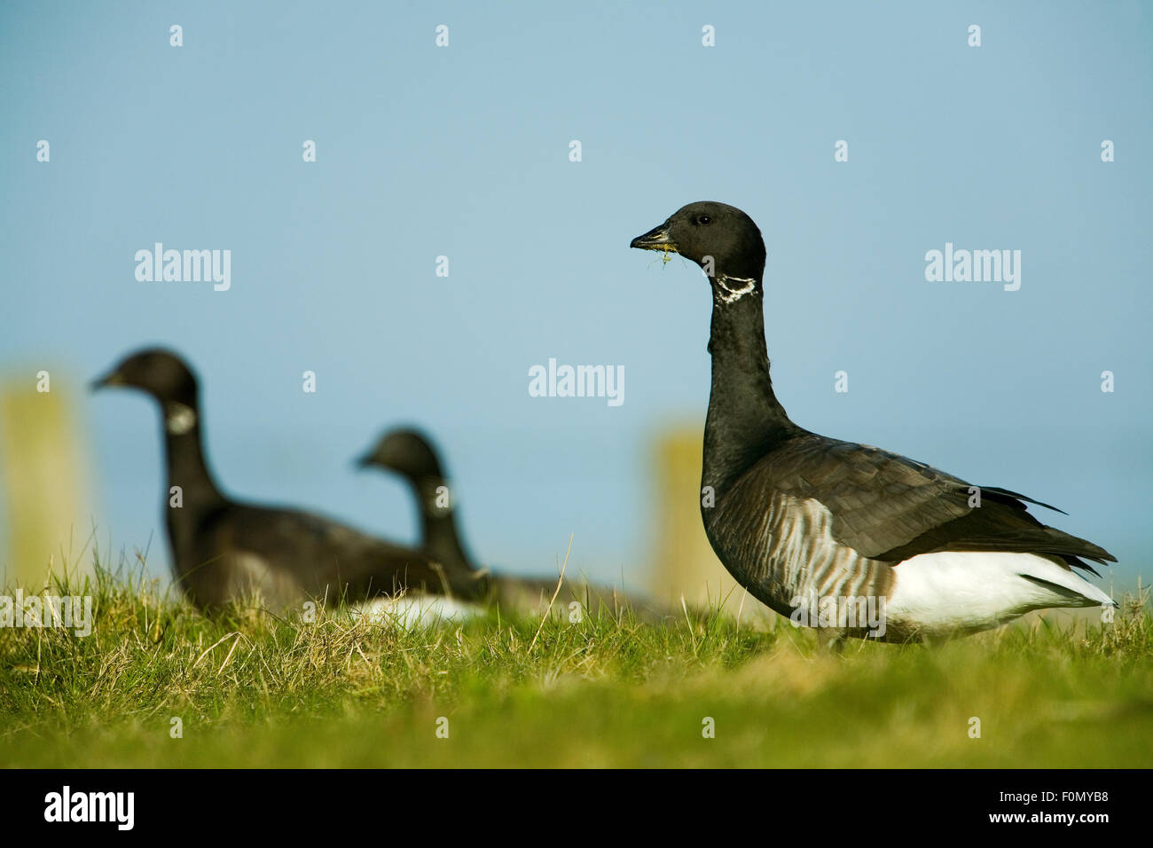 Ringelgans (Branta Bernicla) im Feld, Hallig Hooge, Deutschland, April 2009 Stockfoto