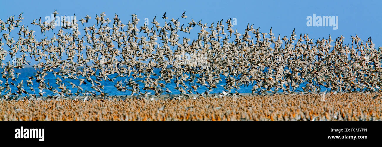 Große Herde von Watvögeln abheben, Japsand, Schleswig-Holstein Nationalpark Wattenmeer, Deutschland, April 2009 Stockfoto