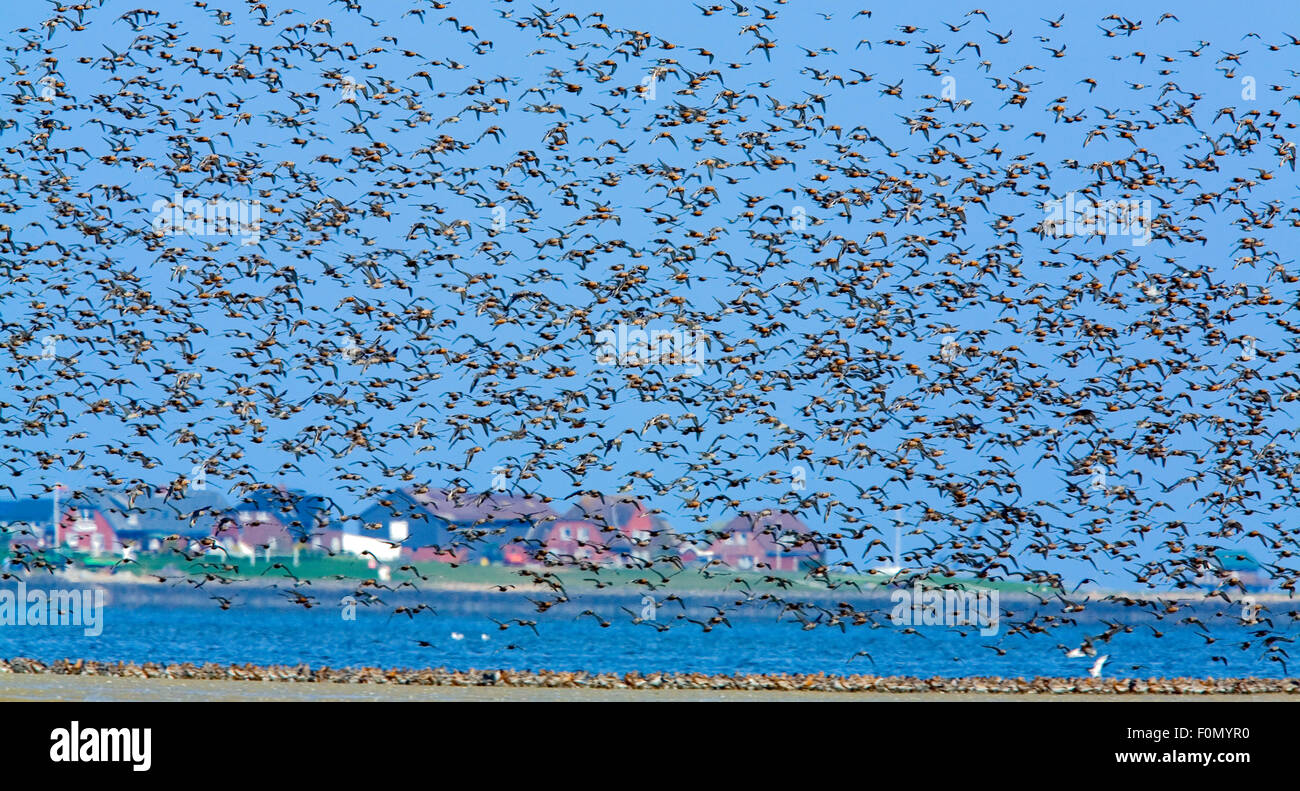 Große Herde von Watvögel im Flug und am Sandbank, Japsand, Schleswig-Holstein Nationalpark Wattenmeer, Deutschland, April 2009 Stockfoto